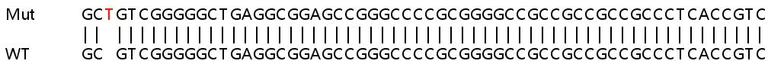 Sanger Sequencing - Human BTBD1 knockout HEK-293T cell line (AB266078)