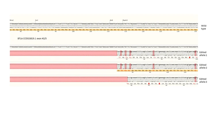 Next Generation Sequencing - Human BTLA knockout Raji cell line (AB301904)