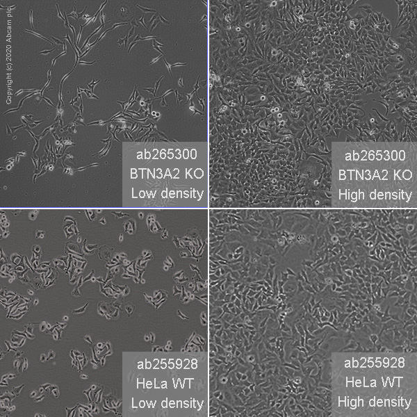Cell Culture - Human BTN3A2 knockout HeLa cell line (AB265300)