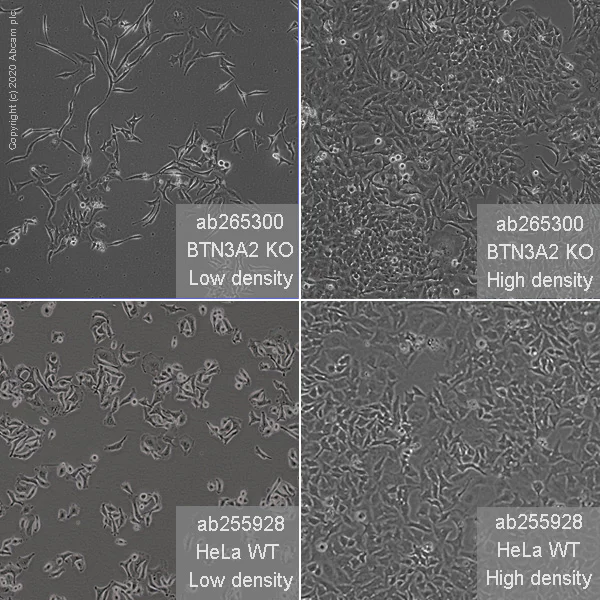 Cell Culture - Human BTN3A2 knockout HeLa cell line (AB265300)