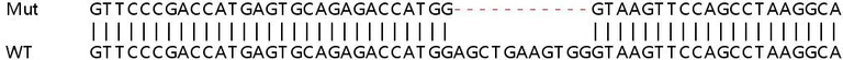 Sanger Sequencing - Human BTN3A2 knockout HeLa cell lysate (AB263115)