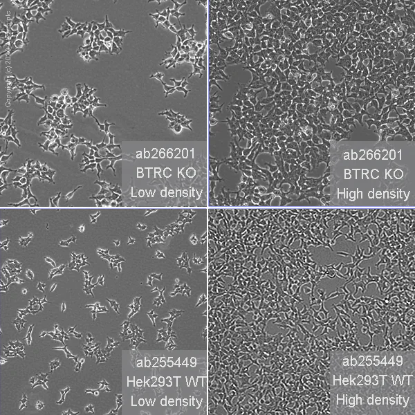 Human BTRC (Beta TRCP) knockout HEK-293T cell line (ab266201) | Abcam