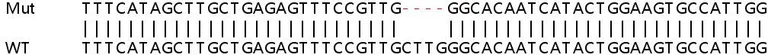 Sanger Sequencing - Human BTRC (Beta TRCP) knockout HEK-293T cell lysate (AB257864)