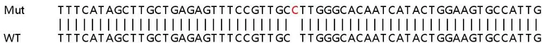 Sanger Sequencing - Human BTRC (Beta TRCP) knockout HEK-293T cell lysate (AB257864)