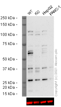 Human BTRC (Beta TRCP) knockout HEK-293T cell lysate