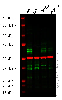 Western blot - Human BTRC (Beta TRCP) knockout HEK-293T cell lysate (AB257864)