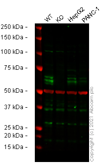 Western blot - Human BTRC (Beta TRCP) knockout HEK-293T cell lysate (AB257864)