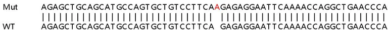 Sanger Sequencing - Human BUB1 knockout HeLa cell line (AB265145)