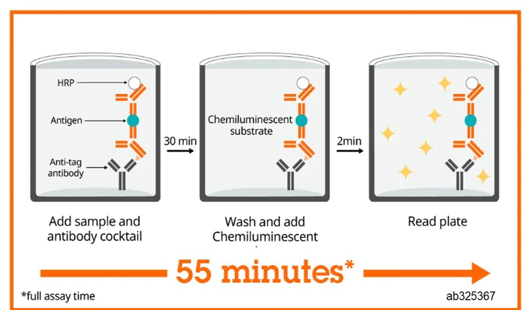 Sandwich ELISA - Human C-Peptide (Insulin C-peptide) ELISA Kit, Chemiluminescent (AB325367)