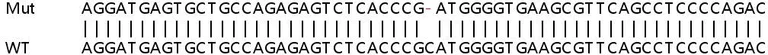 Sanger Sequencing - Human C11orf58 knockout HeLa cell lysate (AB263118)