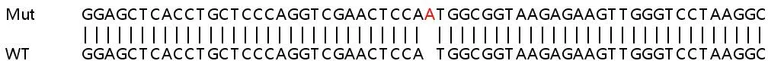 Sanger Sequencing - Human C19orf33 knockout HeLa cell line (AB265737)