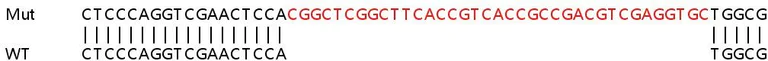 Sanger Sequencing - Human C19orf33 knockout HeLa cell line (AB265737)