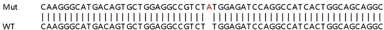 Sanger Sequencing - Human C19orf48 knockout HEK-293T cell lysate (AB263124)