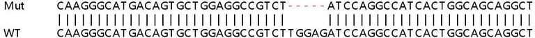 Sanger Sequencing - Human C19orf48 knockout HEK-293T cell lysate (AB263124)