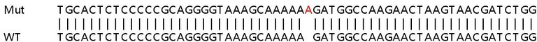 Sanger Sequencing - Human C19orf66 knockout A549 cell line (AB267111)