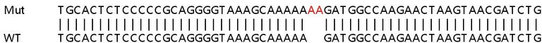 Sanger Sequencing - Human C19orf66 knockout A549 cell line (AB267111)