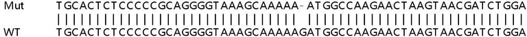 Sanger Sequencing - Human C19orf66 knockout A549 cell line (AB267112)