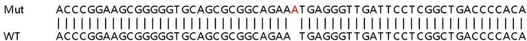 Sanger Sequencing - Human C1orf131 knockout HeLa cell line (AB265970)