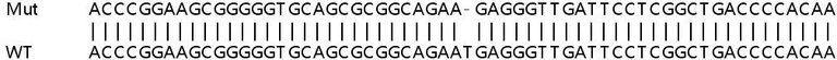 Sanger Sequencing - Human C1orf131 knockout HeLa cell line (AB265970)