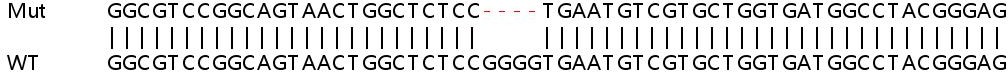 Human C1orf43 (NICE3) knockout HEK-293T cell line