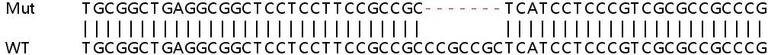 Sanger Sequencing - Human C20orf24 knockout HEK-293T cell line (AB266292)