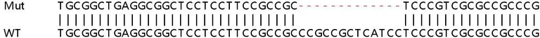 Sanger Sequencing - Human C20orf24 knockout HEK-293T cell line (AB266292)