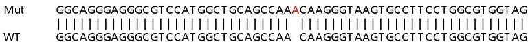 Sanger Sequencing - Human C20orf27 knockout HEK-293T cell line (AB266626)