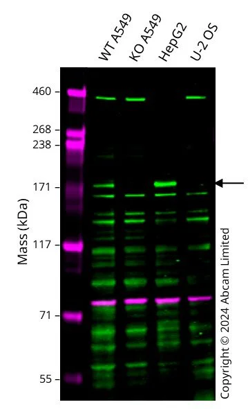 Western blot - Human C5 knockout A549 cell line (AB326016)