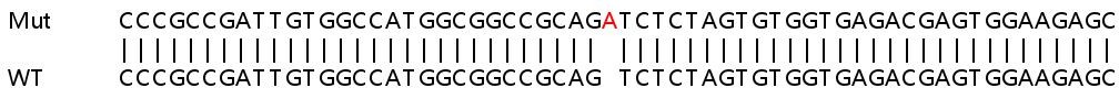 Sanger Sequencing - Human C5orf51 knockout HeLa cell line (AB265321)