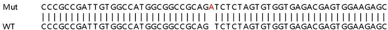 Sanger Sequencing - Human C5orf51 knockout HeLa cell lysate (AB263129)