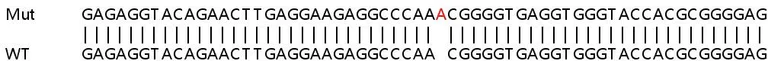 Sanger Sequencing - Human C9orf78 knockout HeLa cell line (AB265157)