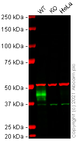 Western blot - Human CA12 knockout A549 cell line (AB273738)