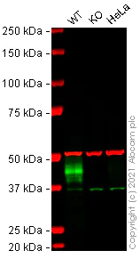 Western blot - Human CA12 knockout A549 cell lysate (AB273778)
