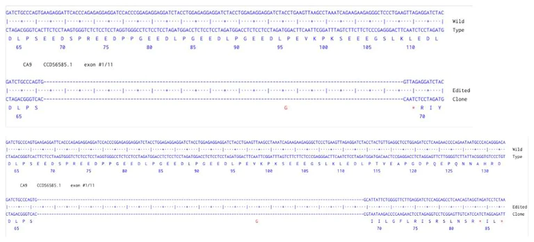 Next Generation Sequencing - Human CA9 knockout HCT116 cell line (AB287249)