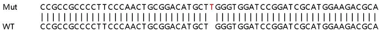 Sanger Sequencing - Human CALD1 (Caldesmon/CDM) knockout HeLa cell line (AB265026)
