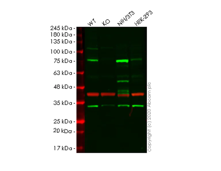 Western blot - Human CALD1 (Caldesmon/CDM) knockout HeLa cell lysate (AB257375)