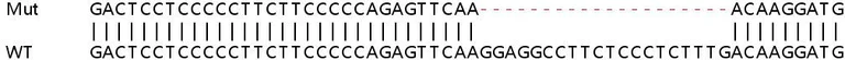 Sanger Sequencing - Human CALM3 knockout HEK-293T cell lysate (AB263135)
