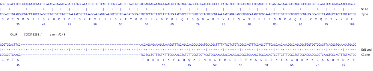 Human CALR knockout A549 cell line