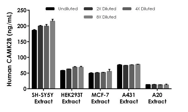 Sandwich ELISA - Human CAMK2B ELISA Kit (AB234572)