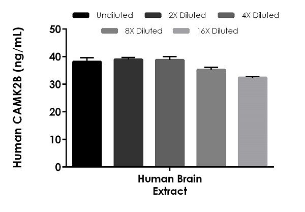 Sandwich ELISA - Human CAMK2B ELISA Kit (AB234572)