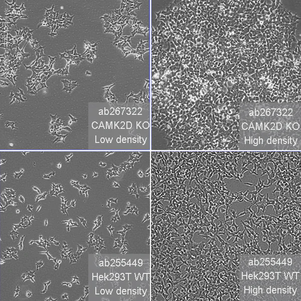 Cell Culture - Human CAMK2D (CaMKII delta) knockout HEK-293T cell line (AB267322)