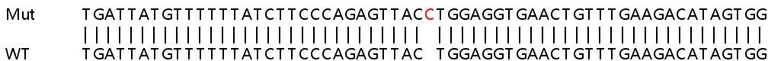 Sanger Sequencing - Human CAMK2D (CaMKII delta) knockout HEK-293T cell line (AB267322)
