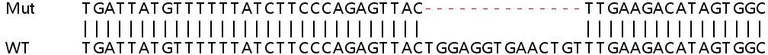 Sanger Sequencing - Human CAMK2D (CaMKII delta) knockout HEK-293T cell line (AB267322)