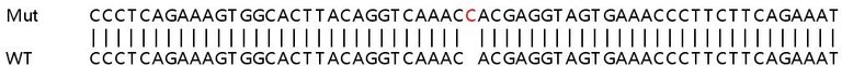 Sanger Sequencing - Human CAMK2G (CamKII gamma) knockout HeLa cell line (AB264712)