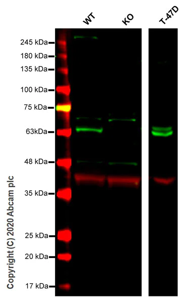Western blot - Human CAMK2G (CamKII gamma) knockout HeLa cell line (AB264712)