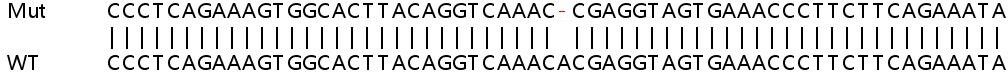 Sanger Sequencing - Human CAMK2G (CamKII gamma) knockout HeLa cell lysate (AB258340), expandable thumbnail