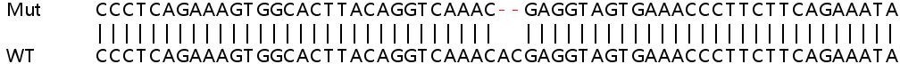 Sanger Sequencing - Human CAMK2G (CamKII gamma) knockout HeLa cell lysate (AB258340), expandable thumbnail