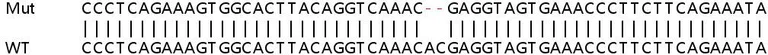 Sanger Sequencing - Human CAMK2G (CamKII gamma) knockout HeLa cell lysate (AB258340)