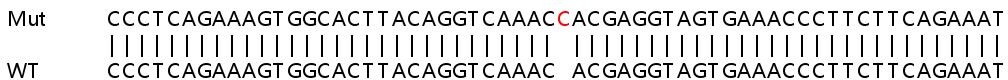 Sanger Sequencing - Human CAMK2G (CamKII gamma) knockout HeLa cell lysate (AB258340), expandable thumbnail