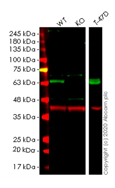 Western blot - Human CAMK2G (CamKII gamma) knockout HeLa cell lysate (AB258340)